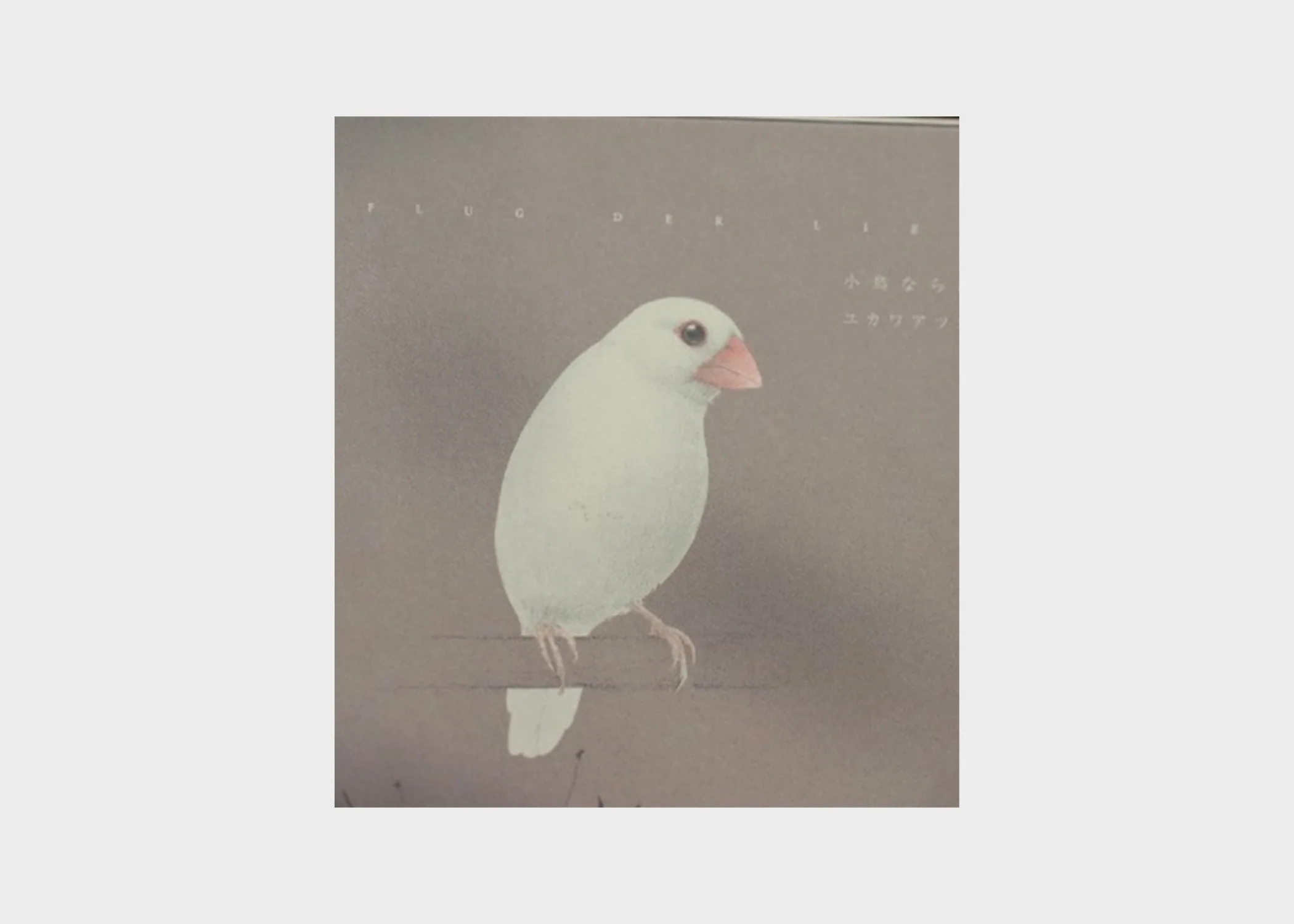 Bird Illustrations Book