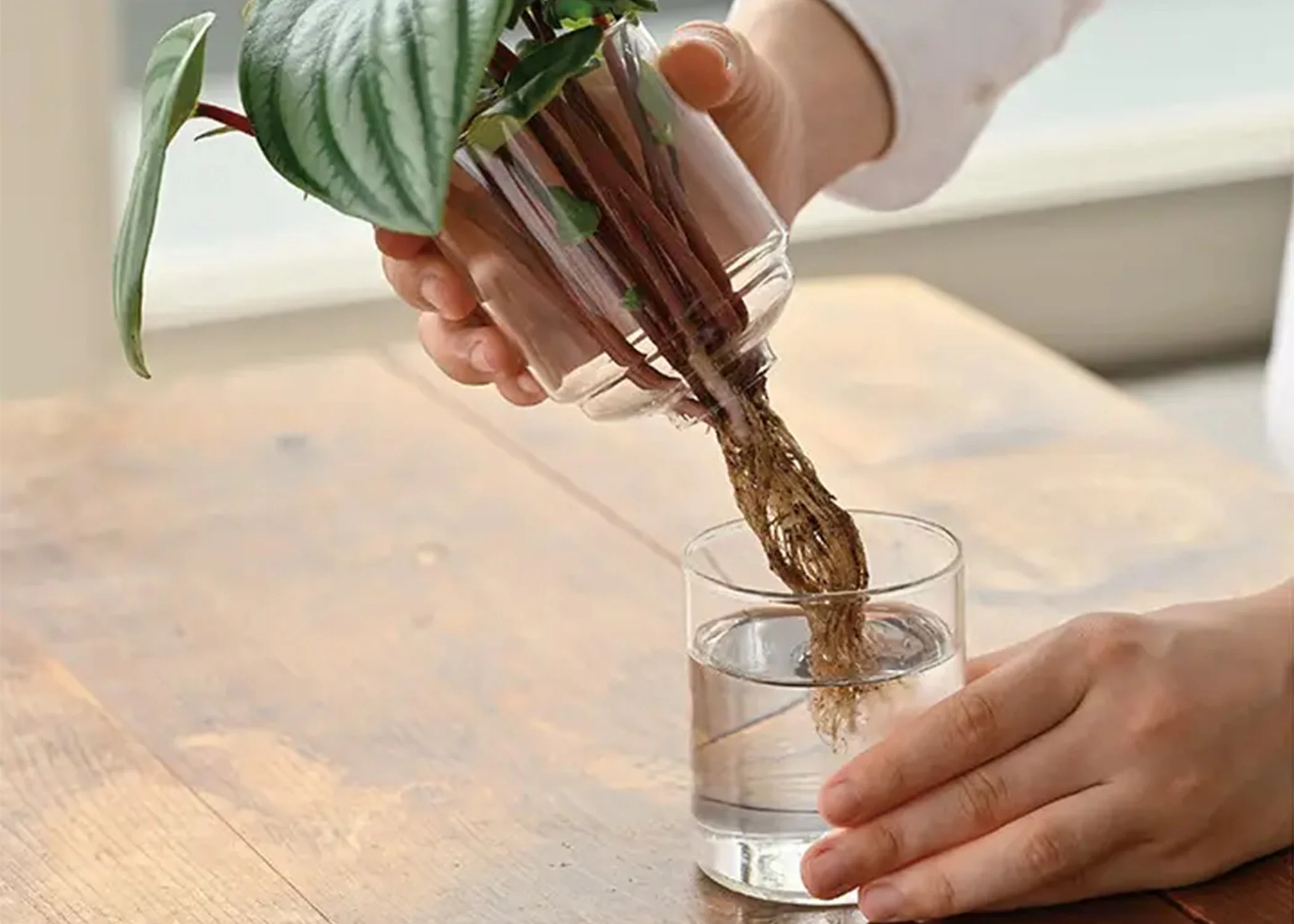Hario Glass Flower Vases - Image 4