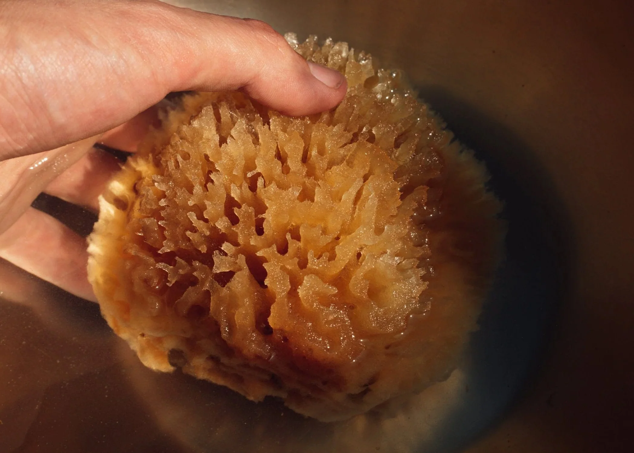 Natural Bath Sponge - Image 3