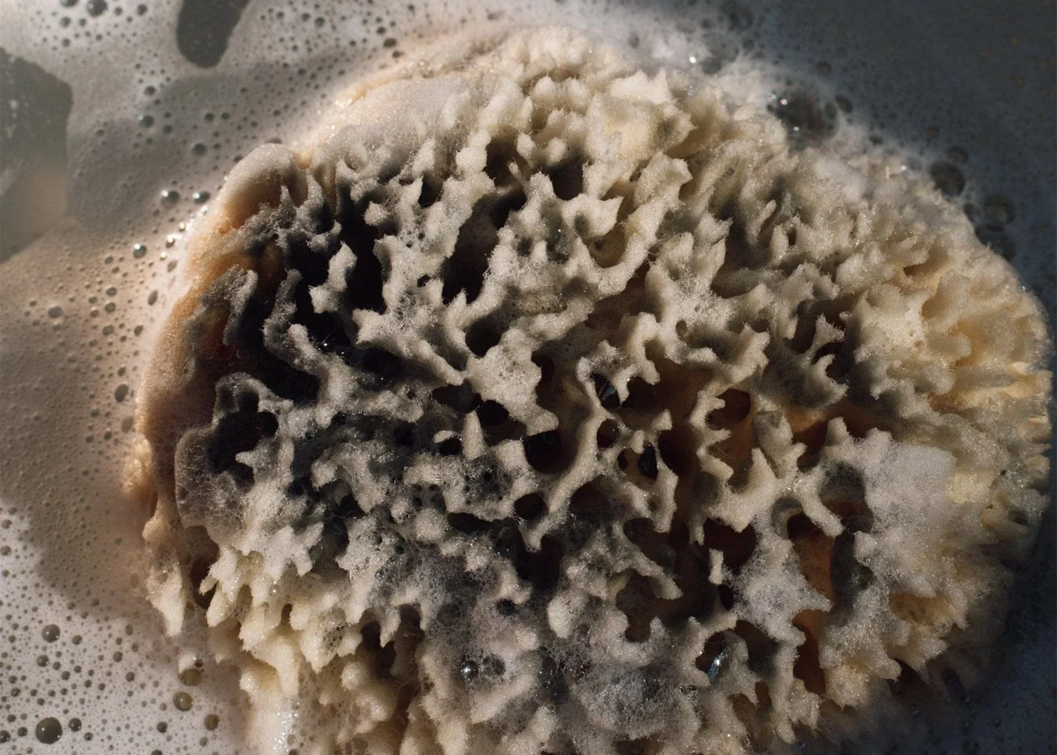Natural Bath Sponge - Image 4