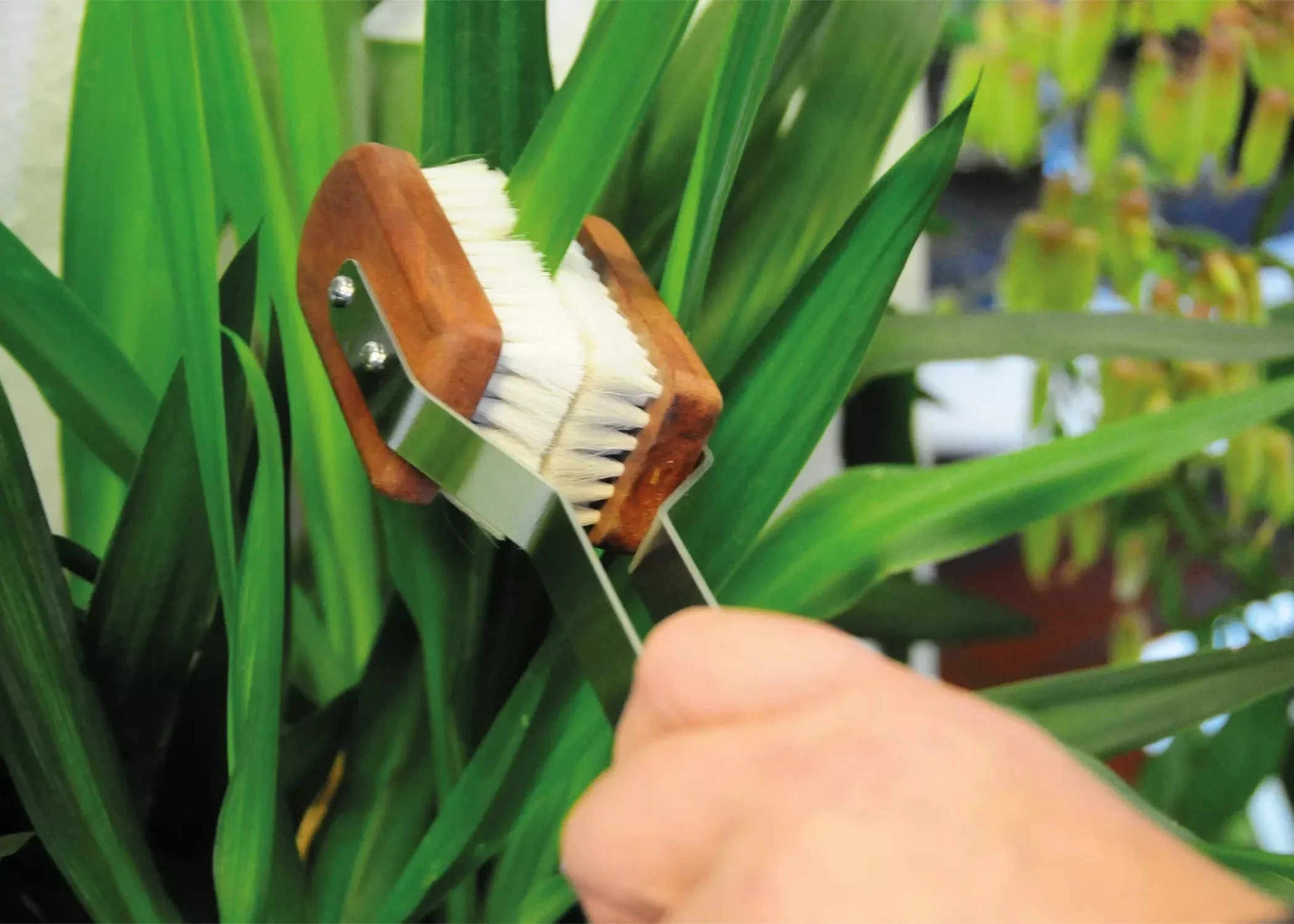 Plant Brush - Image 2
