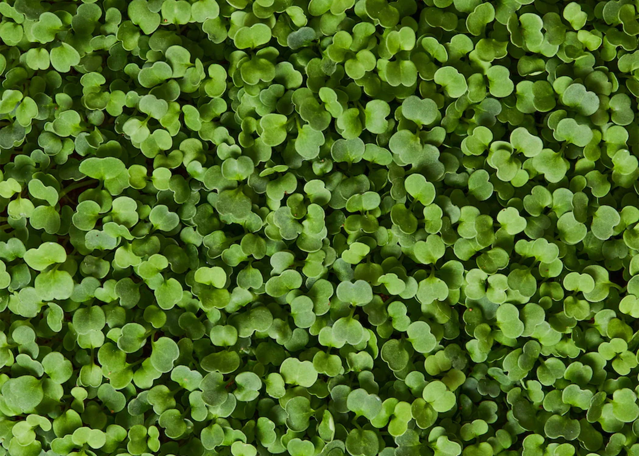 Seed & Soil Packet - Arugula - Image 3