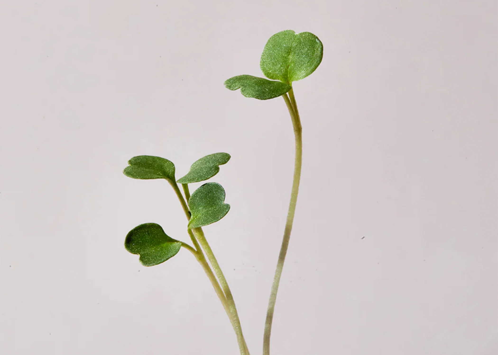 Seed & Soil Packet - Arugula - Image 6
