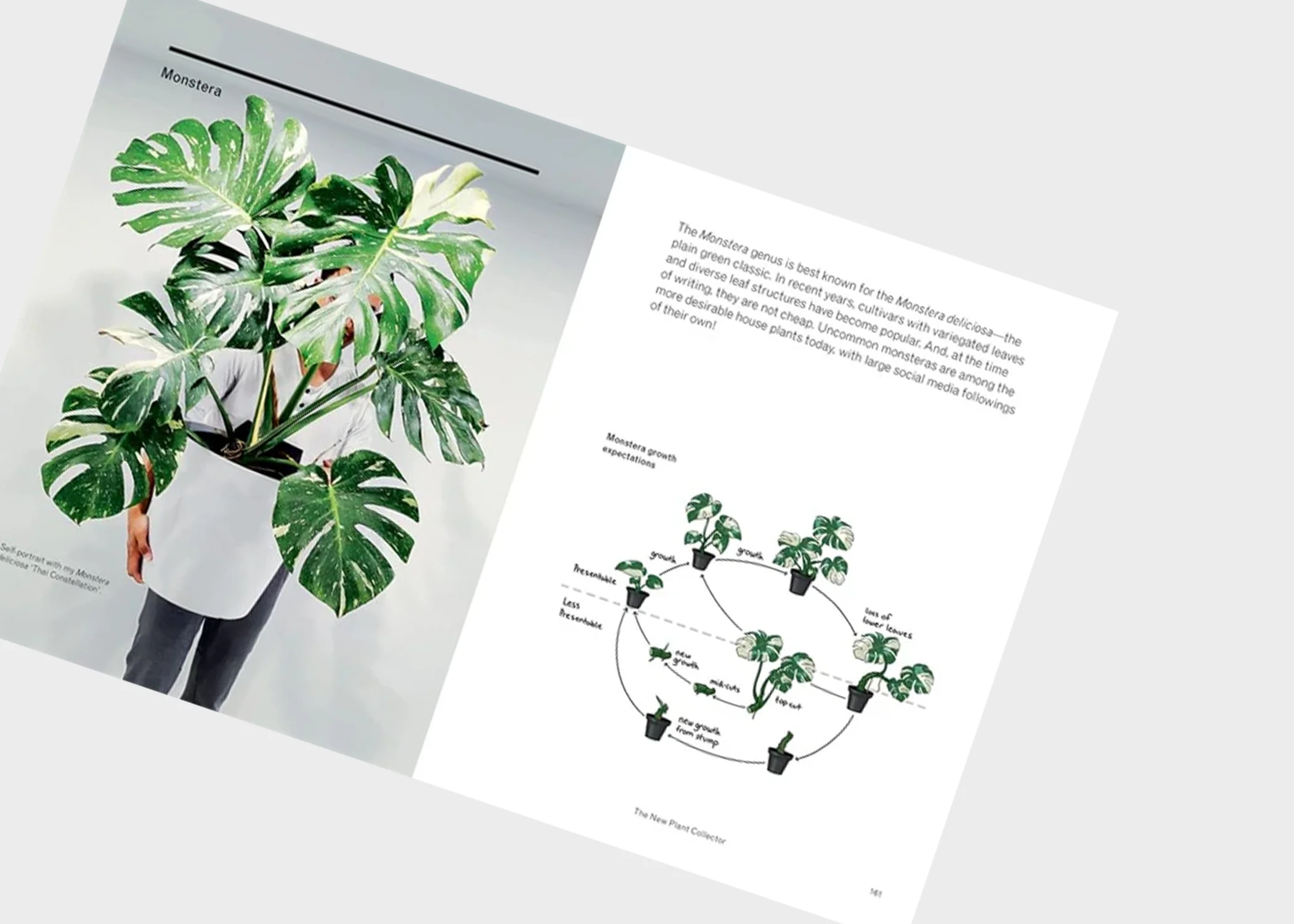 The New Plant Collector - Image 2