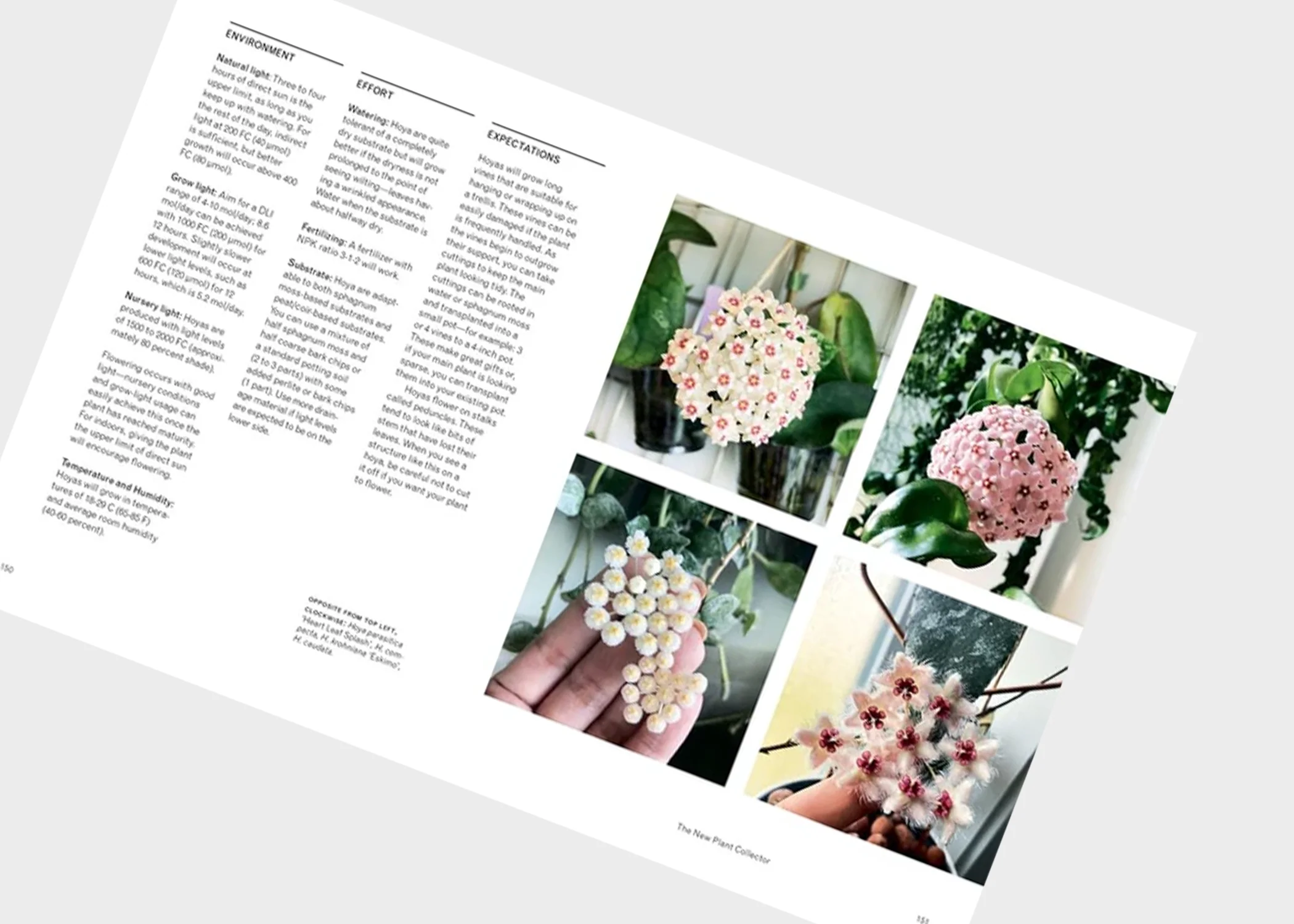 The New Plant Collector - Image 3