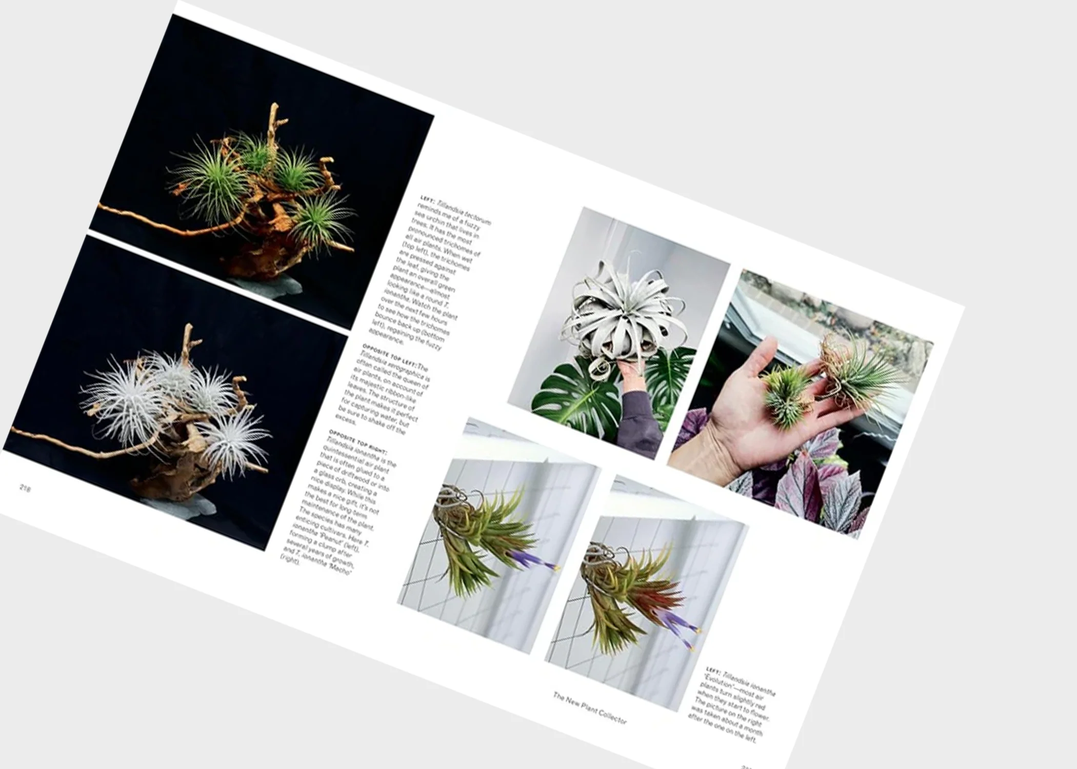 The New Plant Collector - Image 4
