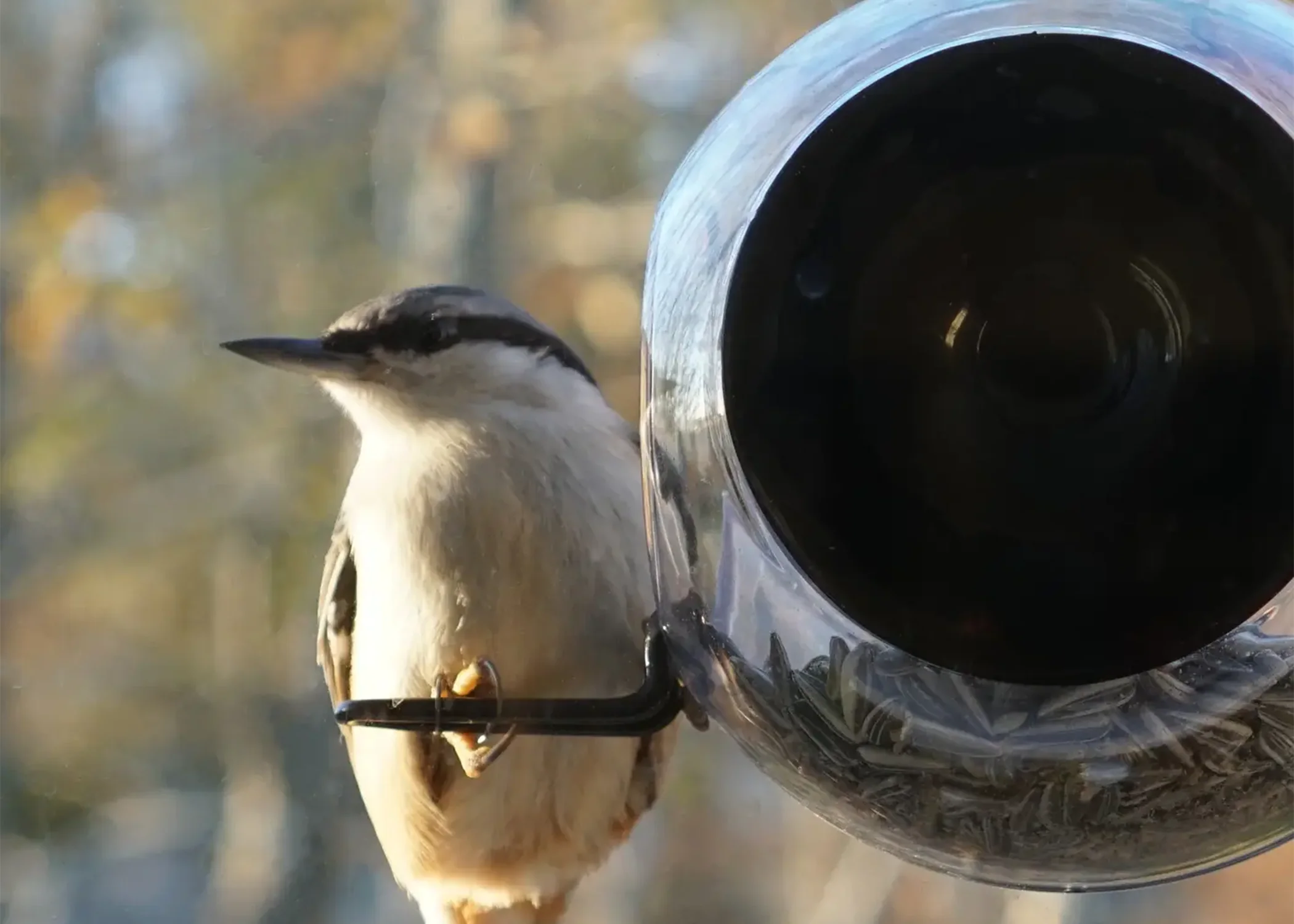 Window Birdfeeder - Image 4